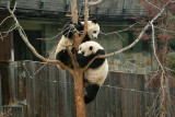 Mei Xiang & Tian Tian