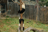 Mei Xiang & Tian Tian