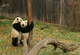 Mei Xiang & Tian Tian