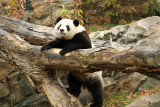 Tai Shan
