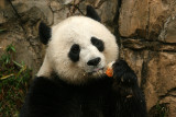 Mei Xiang