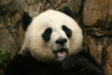 Mei Xiang