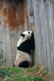 One fwootie please....