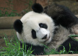 Mei Lan
