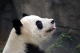 Lun Lun