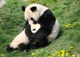 A mother and sons love