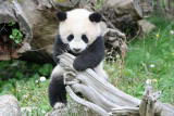 Fu Long
