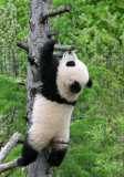 Fu Long loves to climb