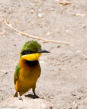 DS20080313_0099_NIKON_D300_w.jpg