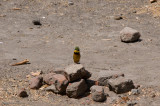 DS20080313_0101_NIKON_D300_w.jpg