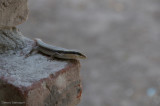 DS20080313_0103_NIKON_D300_w.jpg