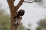 DS20080314_0339_NIKON_D300_w.jpg