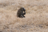 DS20080322_0413_NIKON_D300_w.jpg