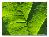 Rhabarberblatt / rhubarb (4131)