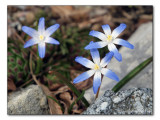 Zweiblttriger Blaustern / Scilla bifolia