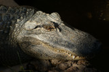 mississippialligator.jpg