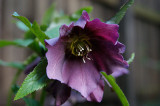 hellebore1.jpg