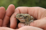 Hyla versicolor / Rainette versicolore / Gray tree frog