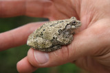 Gray tree frog / Hyla versicolor / Rainette versicolore