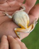 Tetraploid gray treefrog / Hyla versicolor / Rainette versicolore