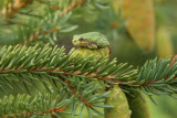Tree Frog / RAINETTE VERSICOLORE