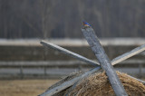MERLE BLEU DE LEST / Eastern bluebird