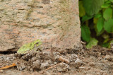 Hyla versicolor / Rainette versicolore / Gray tree frog