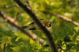 VIREO MLODIEUX