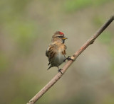 redpoll