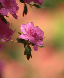 NT Bodnant Gardens Conway