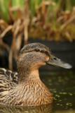 Mallard