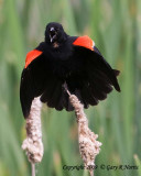 Blackbird, Red-winged