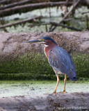 Heron, Green