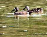 Teal, Blue Wing