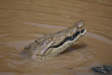 Junkyard croc, Caye Caulker, Belize, Central America