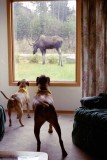 Dogs and Moose.jpg