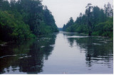 Flotilla 3 - alligators in the Suwanee Canal, Okefenokee