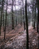 Mianus River Gorge (Bedford, NY)