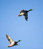 Mallards