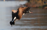 Canada Goose