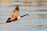 Canada Goose