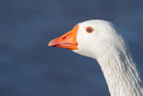 Goose