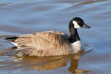 Canada Goose