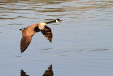 Canada Goose