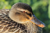 Sleeping Mallard