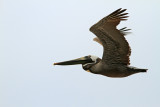 Pelican