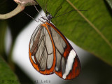 FOB_IMG_5565_cr.jpg