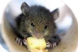 Penny Mouse Snacking