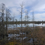 Okefenokee Swamp Eastern Side-02.jpg