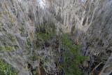 Okefenokee Swamp Eastern Side-05.jpg